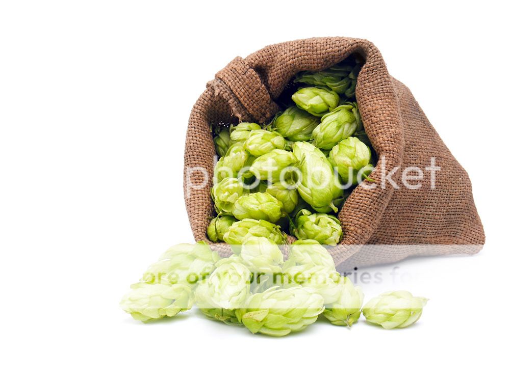 Hops Humulus lupulus Seed 40 Seeds European Hop Flower Organic Bulk